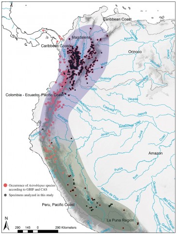 FIGURE 2 | Map of northwestern South America showing the geographic distribution of samples used in this study and species distribution of Astroblepus reported in Global Biodiversity Information Facility (GBIF) and the California Academy of Sciences (CAS) databases.