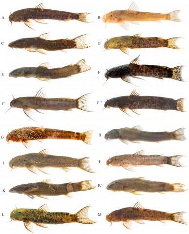 FIGURE 1 | Species of Astroblepus included in this study, A. A. ardiladuartei (LBP 26696 topotype live, 4.54 mm SL), B. A. cachara (LBP 26712 topotype live, 4.23 mm SL), C. A. caquetae (CZUT-IC 18464 topotype of museum, 7.84 mm SL), D. A. curitiensis (LBP 97118 topotype live, 5.92 mm SL), E. A. homodon (CZUT-IC 18390, 6.15 mm SL), F. A. gr. grixalvii (LBP24242 topotype live, 11.70 mm SL); F’. A. gr. grixalvii (CZUT-IC 18498 specimen of Magdalena basin 6,01 mm SL); F”. A. gr. grixalvii (CZUT-IC 18320 specimen of Cauca basin, 15.25 mm SL), G. A. itae (topotype live, 3.58 mm SL), H. A. latidens (topotype live, 13.40 mm SL), I. A. onzagaensis (topotype live, 7.82 mm SL), J. A. pradai (topotype live, 4.53 mm SL), K. A. trifasciatus (topotype of museum, 9.65 mm SL), K’. A. trifasciatus (topotype of museum, 9.01 mm SL), L. A. aff. trifasciatus (specimen of Magdalena basin, 7.94 mm SL), M. A. verai (topotype live, 3.51 mm SL).