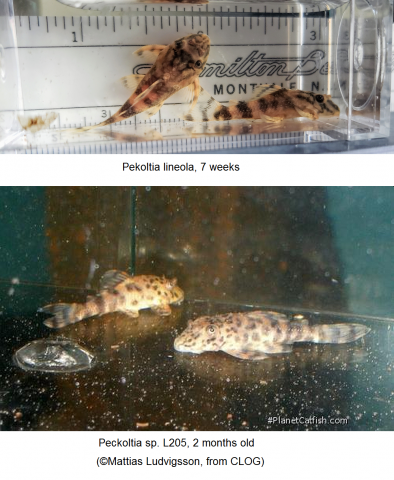 Peckoltia lineola vs Peckoltia sp L205. 2 months old.png