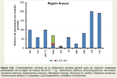 Figure 4.22. Monthly behavior of general gonadal maturation for the analyzed species from the Arauca region (N = 2797). 7 sp .: Apteronotus albifrons, Brachyhypopomus brevirostris, Corydoras habrosus, Eigenmannia virescens, Microglanis iheringi, Otocinclus cf. vestitus, Platydoras armatulus, Thoracocharax stellatus. (1) Immature, (2) Maturing, (3) Mature, (4) Spawned.