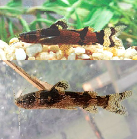 Rio Casanare fish above, Caño Guanapalo fish below