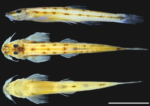 Figure 1. Microcambeva bendego, new species, holotype, 28.1 mm SL.