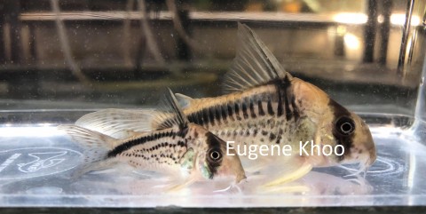 Eugene Kho Corydoras loxozonus vs CW125 brand.jpg