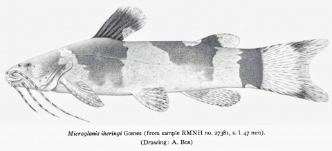 Microglanis iheringi from Colombia