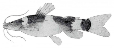 Microglanis secundus holotype drawing
