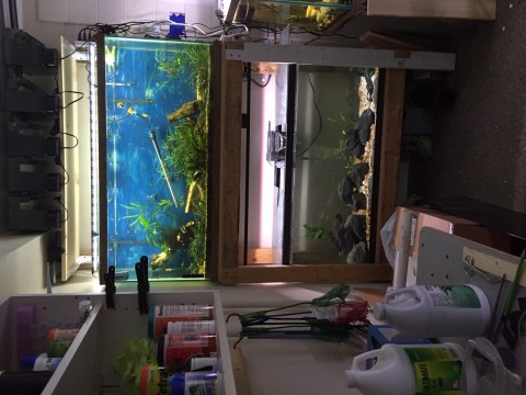 Dual 55g Aquariums