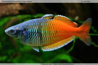 JF_Melanotaenia_boesemani_001[1].jpg