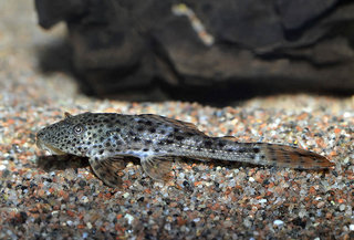 Loricariidae_x29 01b.jpg