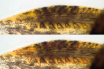 Microglanis aff. iheringi 2021-01-18 fish 3, pectoral spine Leica scope pic 2 traced.png