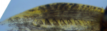Microglanis aff. iheringi 2021-01-18 fish 3, pectoral spine Leica scope.png