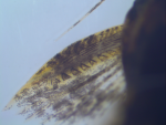 Microglanis aff. iheringi 2021-01-18 fish 3, pectoral spine Leica scope pic 3 traced.png