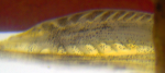small yellow specimen, revealing anterior edge serrations