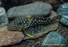 L31 Parancistrus nudiventris