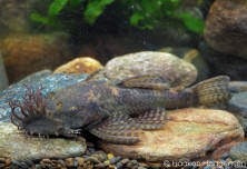 Ancistrus tamboensis - paraguay (web)1.jpg