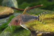 Corydoras seussi