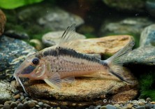 Corydoras narcissus