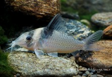 Corydoras sp. CW99