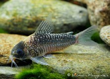 Corydoras nijsseni