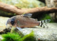 Corydoras oiapoquensis