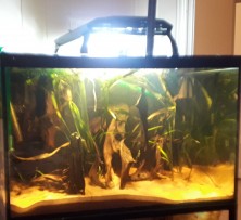 The 400 litres community tank in my living room.