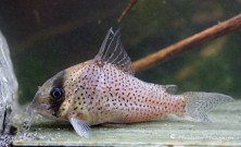 Corydoras kanei