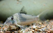 Corydoras simulatus