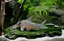 Corydoras sp. C53