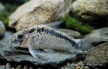 Corydoras sp. CW112