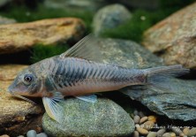 Corydoras sp. C116