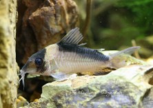 Corydoras sp. C39