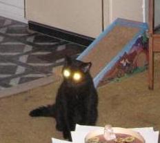 aliencat2.jpg