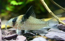 Corydoras sp. CW90