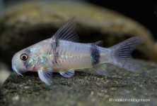 Corydoras reynoldsi