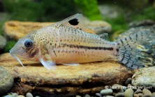 Corydoras orphnopterus