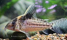 Corydoras robustus