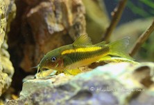 Corydoras sp. CW10