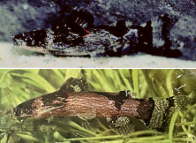 Two Venezuelan Microglanis compared marked.png