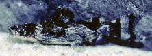 Microglanis sp.`Venezuela`_redo.png