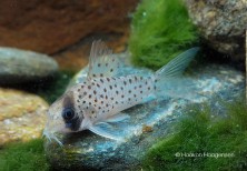 Corydoras cf. atropersonatus &quot;Morocha&quot;