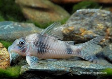 Corydoras sp. CW012