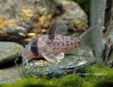 Corydoras sp. CW004