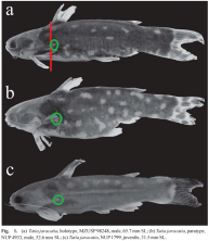 PAVANELLI, Carla Simone  and  BIFI, Alessandro Gasparetto. A new Tatia (Ostariophysi: Siluriformes: Auchenipteridae) from the rio Iguaçu basin, Paraná State, Brazil. Neotrop. ichthyol. [online]. 2009, vol.7, n.2 [cited  2021-03-13], pp.199-204