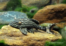 Panaque nigrolineatus L190