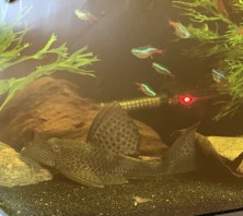 Pleco.jpg