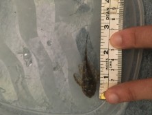 Male