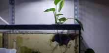 Pothos and Java moss growing on floating wood