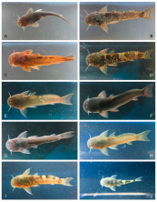 Figure 5. Species and morphotypes of genus Astroblepus collected in the upper Madre de Dios River. (A) Astroblepus sp.2 collected on Américo stream (21Q), (B) Astroblepus sp.1 collected on Unión River (20R), (C) Reddish specimen of Astroblepus sp.1 collected on Unión River (20R), (D) Astroblepus sp.1 collected on San Pedro River (19R), (E) Astroblepus mancoi collected on San Pedro River (19R), (F) Astroblepus sp.2 collected on San Pedro River (19R), (G) Astroblepus sp.1 collected on Quitacalzon stream (17Q), (H) Astroblepus aff. longifilis collected on Kosñipata River (16R), (I) Astroblepus mancoi collected on Queros River (13R), and (J) Astroblepus aff. trifasciatus collected on Salvación River (12R).