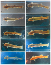 Figure 4. Species and morphotypes of genus Trichomycterus collected in the upper Madre de Dios River. (A,B) Trichomycterus sp.3 collected on Américo stream (21Q), (C) Trichomycterus sp.2 collected on Unión River (20R), (D) Trichomycterus sp.2 collected on San Pedro River (19R), (E) Trichomycterus sp.3 collected on Quitacalzon stream (17Q), (F,G) Trichomycterus sp.5 collected on Quitacalzon stream (17Q), (H) Trichomycterus sp.4 collected on Salvación River (12R), (I) Trichomycterus sp.6 collected on Kosñipata River (16R), and (J) Trichomycterus sp.1 collected on Queros River (13R).