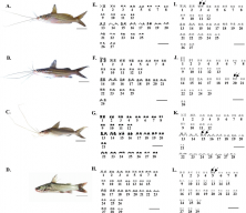 Figure 1. Specimens and karyotypes from conventional staining and Ag-NOR banding techniques of Mystus atrifasciatus (A, E, I), M. mysticetus (B, F, J), M. singaringan (C, G, K) and M. wolffii (D, H, L); arrows indicate NOR carrying chromosomes. Scale bars: 2 cm (A–D); 5 μm (E–L).