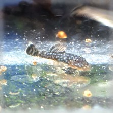 BushyPleco3.jpg